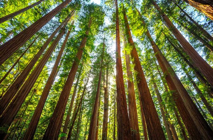 A breathtaking view looking up at towering redwoods, their branches enveloping the sky in lush greenery.