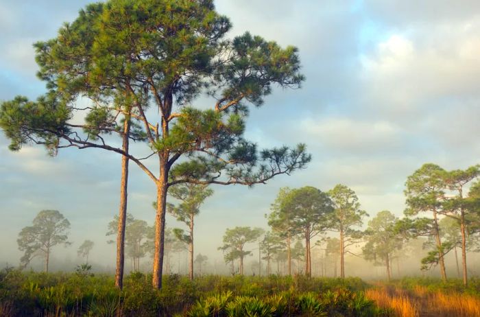 Tall trees scattered across a field on a misty morning.