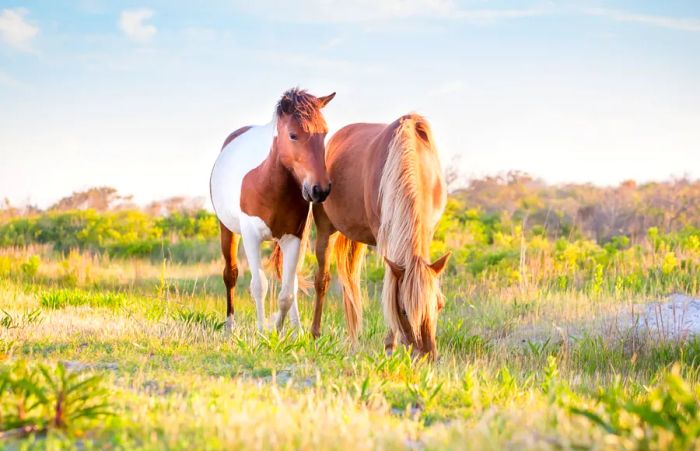 Two horses peacefully grazing on grass.