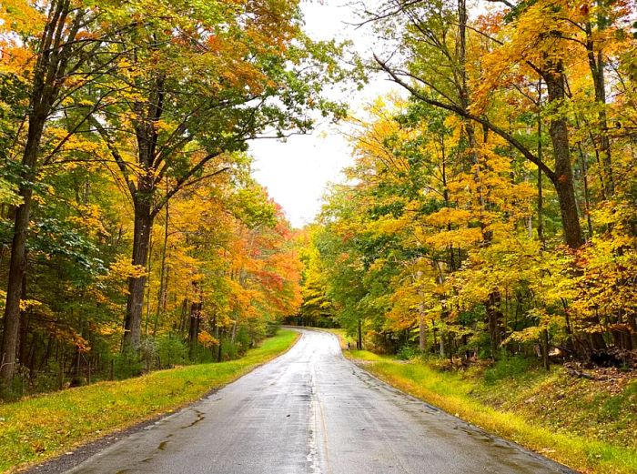 A road winding into a forest, flanked by yellow trees.