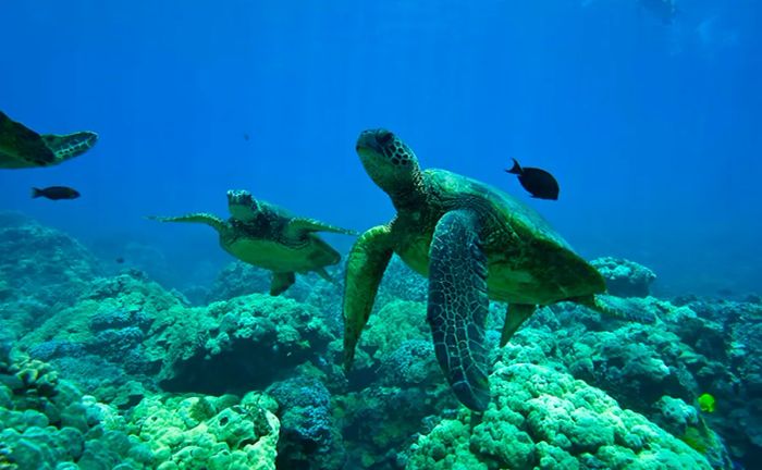 A green sea turtle swimming in the water at Olowalu.