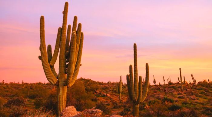 Saguaro cactus silhouetted against the sunset in Scottsdale, Arizona