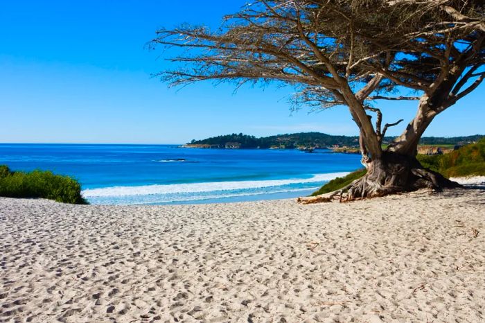 A cypress tree gracing the sands of Carmel Beach