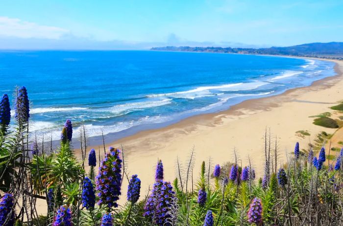 Vibrant purple lupines in the foreground of a long stretch of Stinson Beach, completely empty