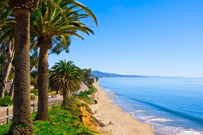 Palm trees lining Butterfly Beach