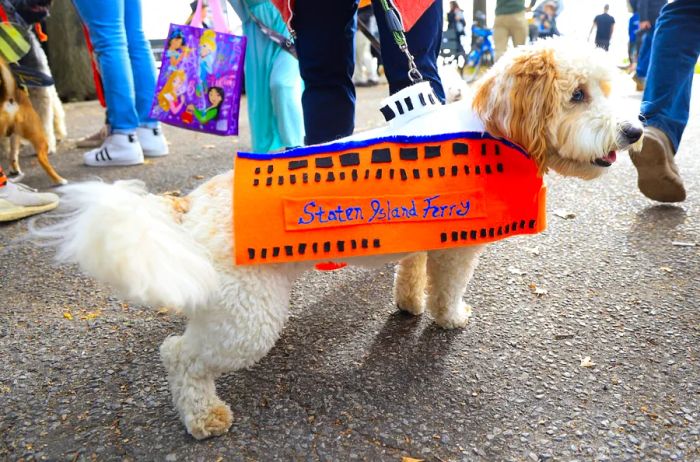 A dog dressed up in a Staten Island ferry costume