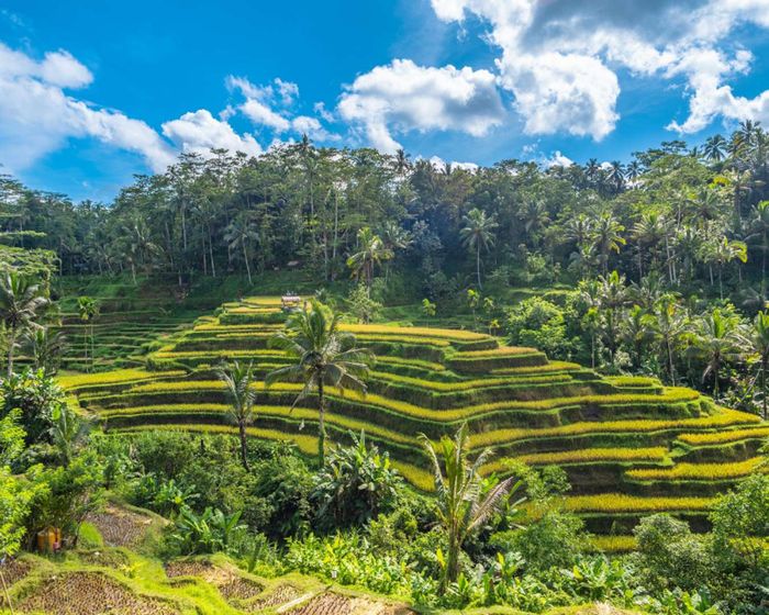 cách di chuyển từ sân bay Ngurah Rai về trung tâm