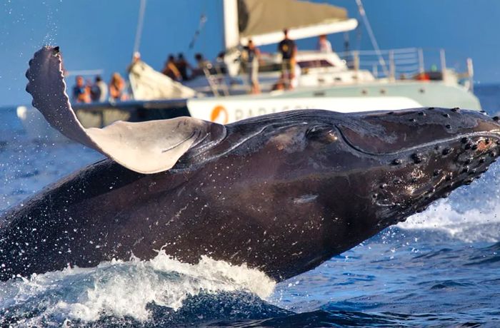 Tourists observing whales from a vessel