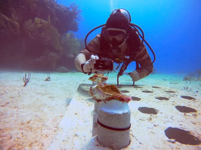 The Coral Nursery at Iberostar Selection Paraíso Lindo