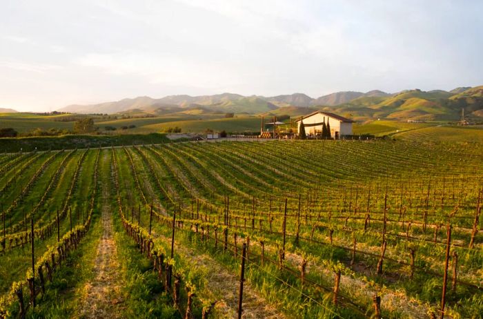 The lush vineyards of Chamisal Vineyards