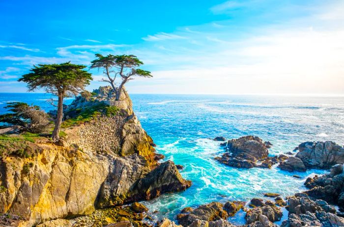 A view of the Lone Cypress along Highway 1 in California