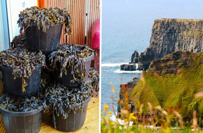 Buckets of seaweed set against a cliff with lush plants in the foreground.