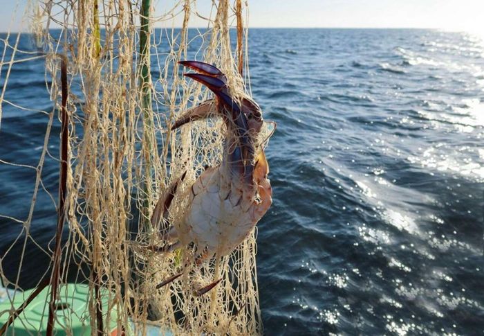 Tham gia hoạt động đánh bắt hải sản tại Phú Yên