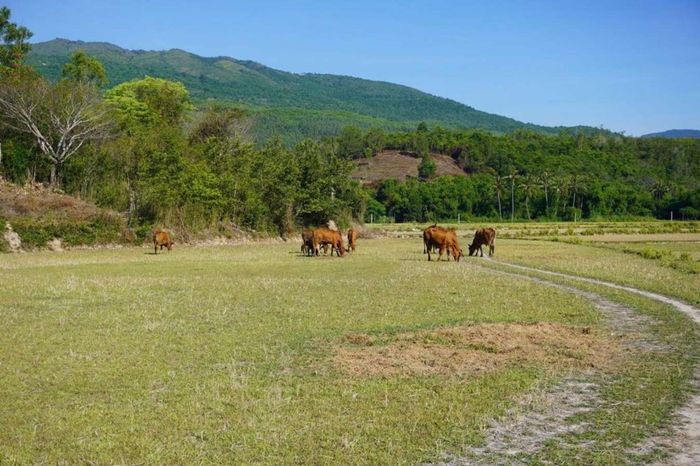 Thảo nguyên yên bình tại cù lao Mái Nhà