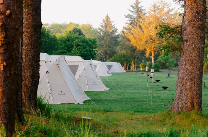 A line of white tents situated in a clearing among trees