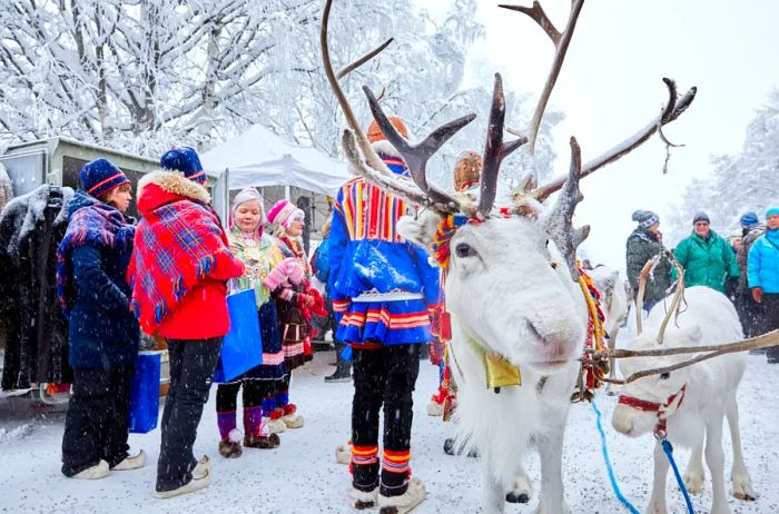 People surrounding a white reindeer close to the camera