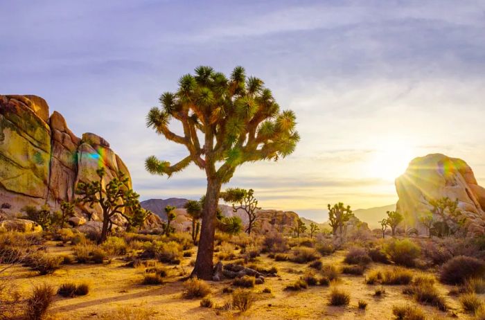 Joshua Tree National Park