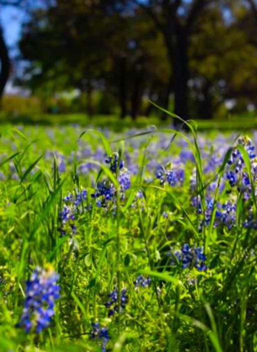 Bluebonnets blooming in a field within Texas's Hill Country