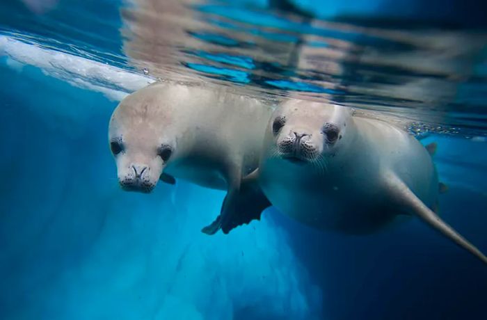 Seals in Alaska