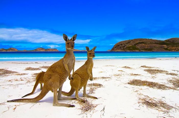 Kangaroo gazing at the ocean on Kangaroo Island