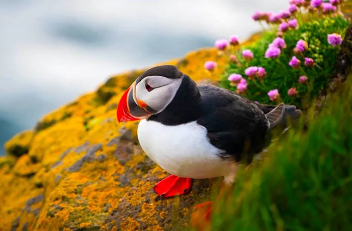 Puffins are renowned for their vibrant beaks.