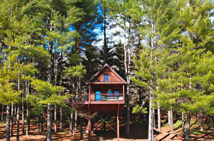 Tree house with a porch, nestled among the trees