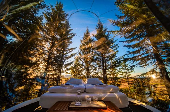 View from inside a bubble dome at Buubble in Iceland, surrounded by towering evergreens.