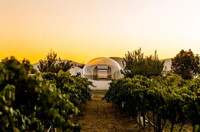 Bubble tent nestled in greenery at Campera Hotel Burbuja