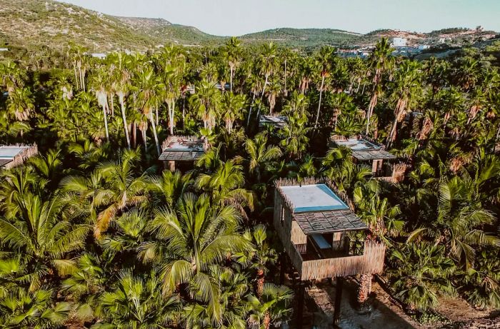 Aerial view of tree house villas nestled among palm trees