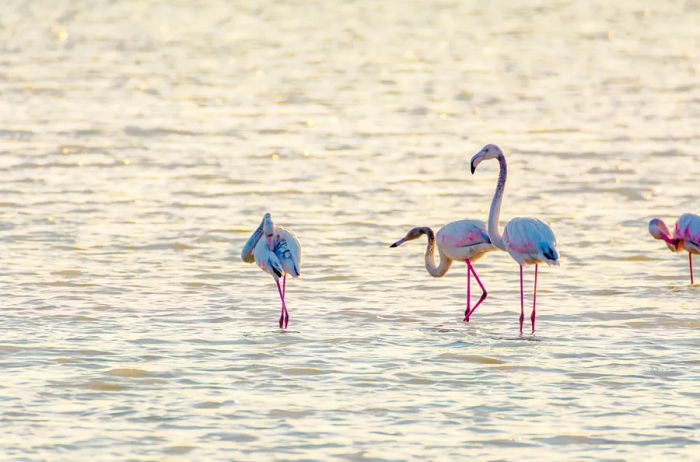 A few flamingos stand in Tourlida lagoon in Aetolia-Acarnania