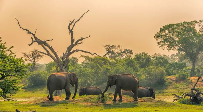 Sri Lanka: a herd of wild elephants at a watering hole in Yala National Park.