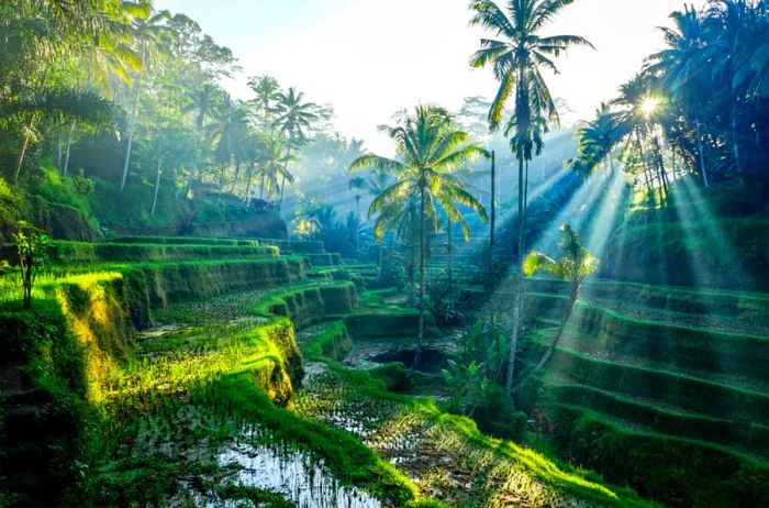 Rice Terraces Bali