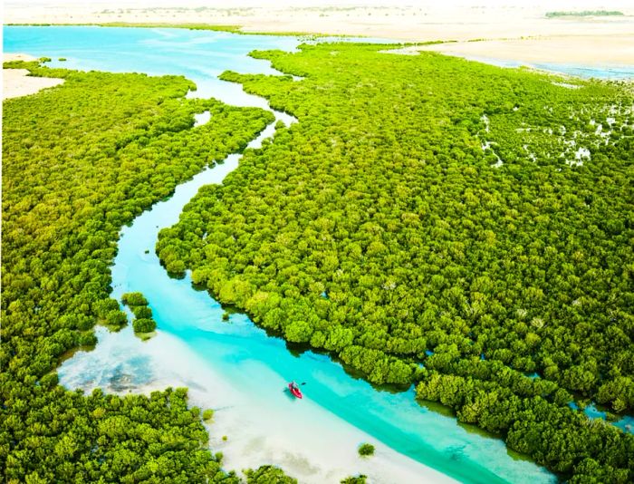 Al Thakira’s Mangroves