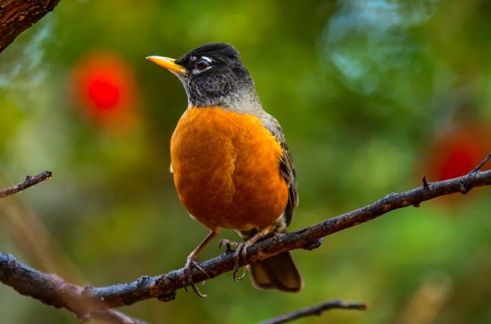 Birdwatching in Tucson