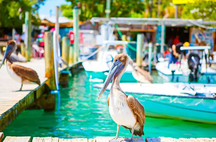 A pelican perched on a dock