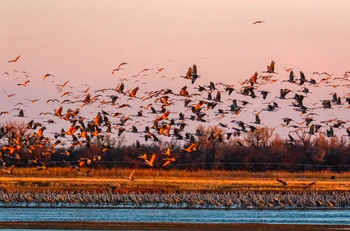 A large flock of cranes soars above water and fields.