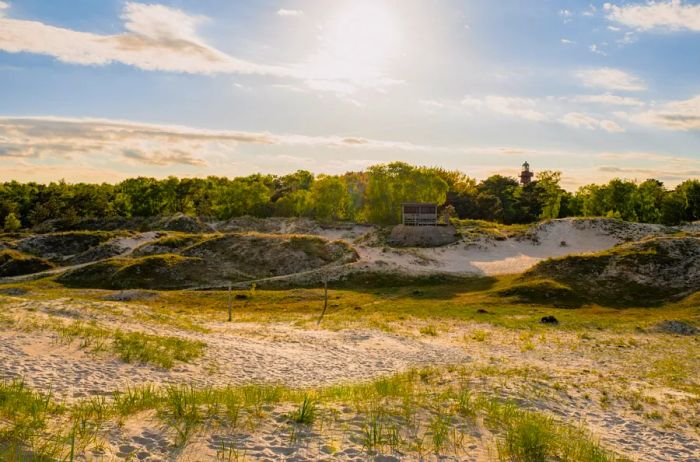 Sandy dunes adorned with green grass, framed by a distant line of trees