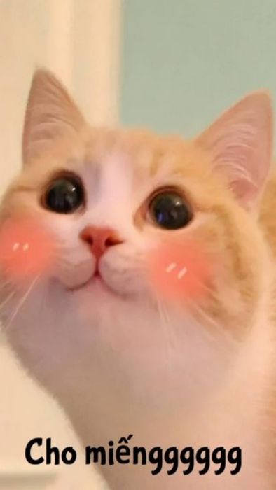 Tải về hình ảnh mèo chất - Hình mèo meme thú vị