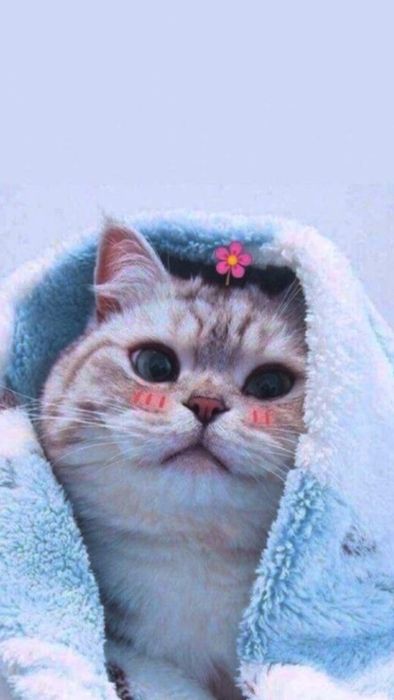 Tải hình ảnh mèo ngầu và dễ thương làm hình nền điện thoại