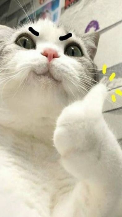 Tải về hình ảnh mèo chất - Hình mèo meme thú vị
