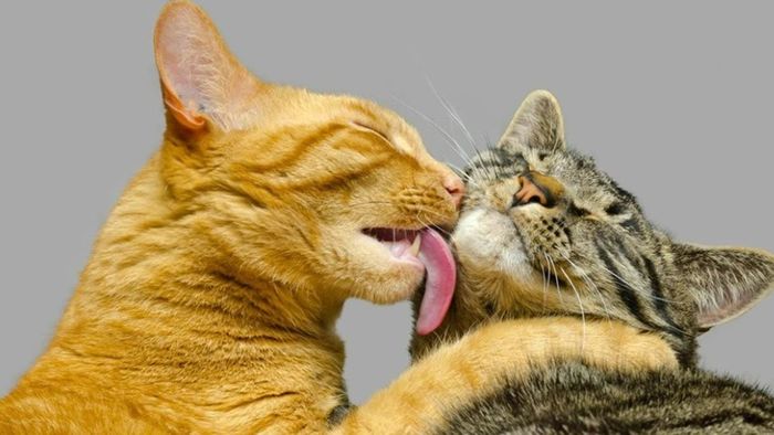 Hành vi của loài mèo - Tải hình ảnh mèo ngầu