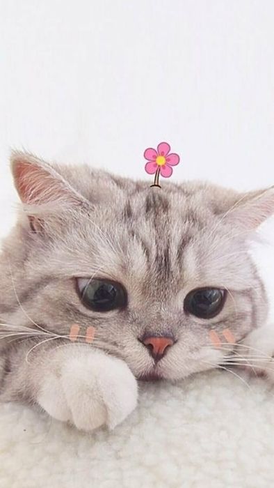 Tải hình ảnh mèo ngầu và dễ thương làm hình nền điện thoại