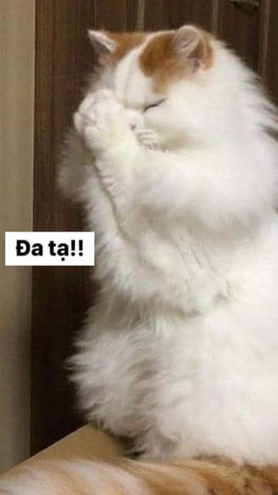 Tải về hình ảnh mèo chất - Hình mèo meme thú vị