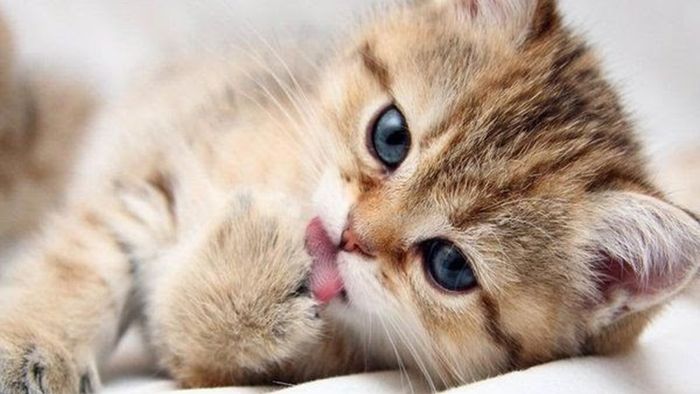 Hành vi của loài mèo - Tải hình ảnh mèo ngầu