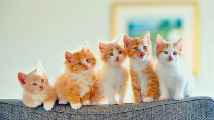 Đặc điểm và lịch sử của loài mèo - Tải hình ảnh mèo siêu chất