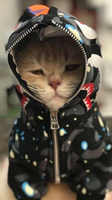 Tải hình ảnh mèo ngầu và dễ thương làm hình nền điện thoại
