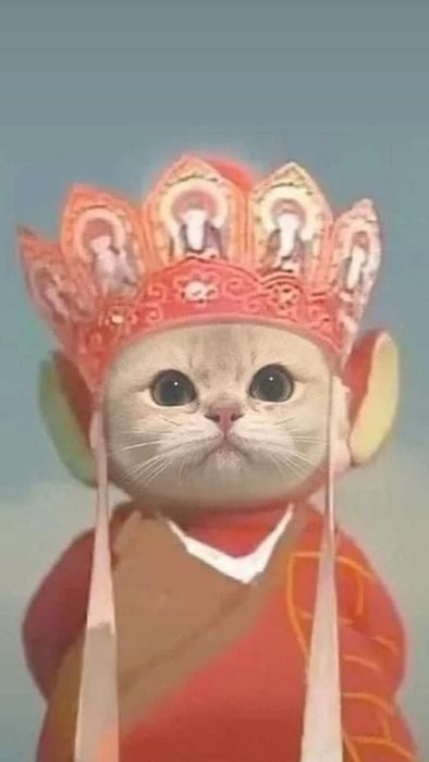 Tải về hình ảnh mèo chất - Hình mèo meme thú vị