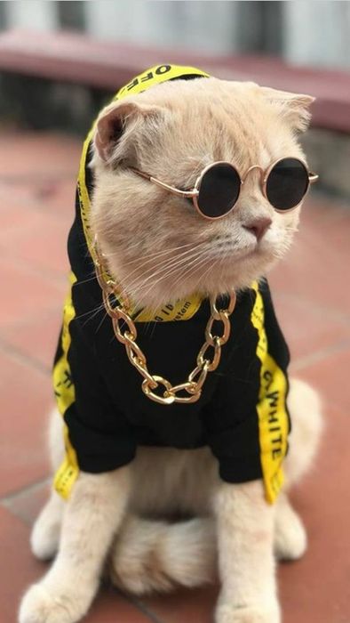 Tải hình ảnh mèo ngầu và dễ thương làm hình nền điện thoại