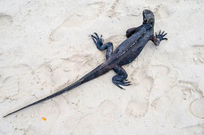 Aerial view of an iguana resting in the sand