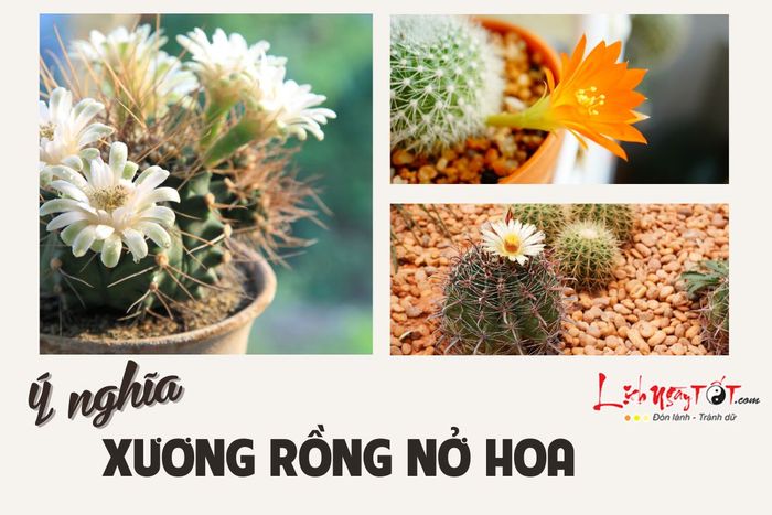 Hoa xương rồng nở